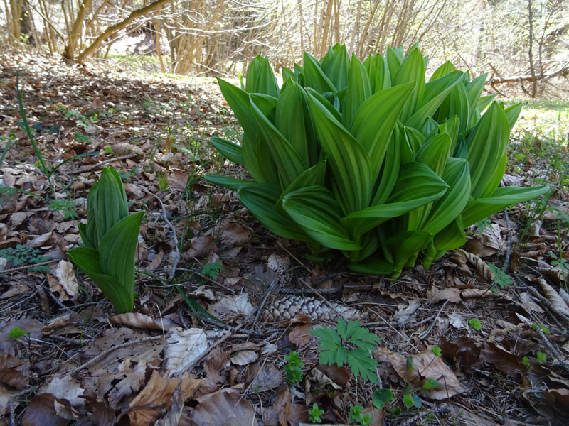 Veratrum album